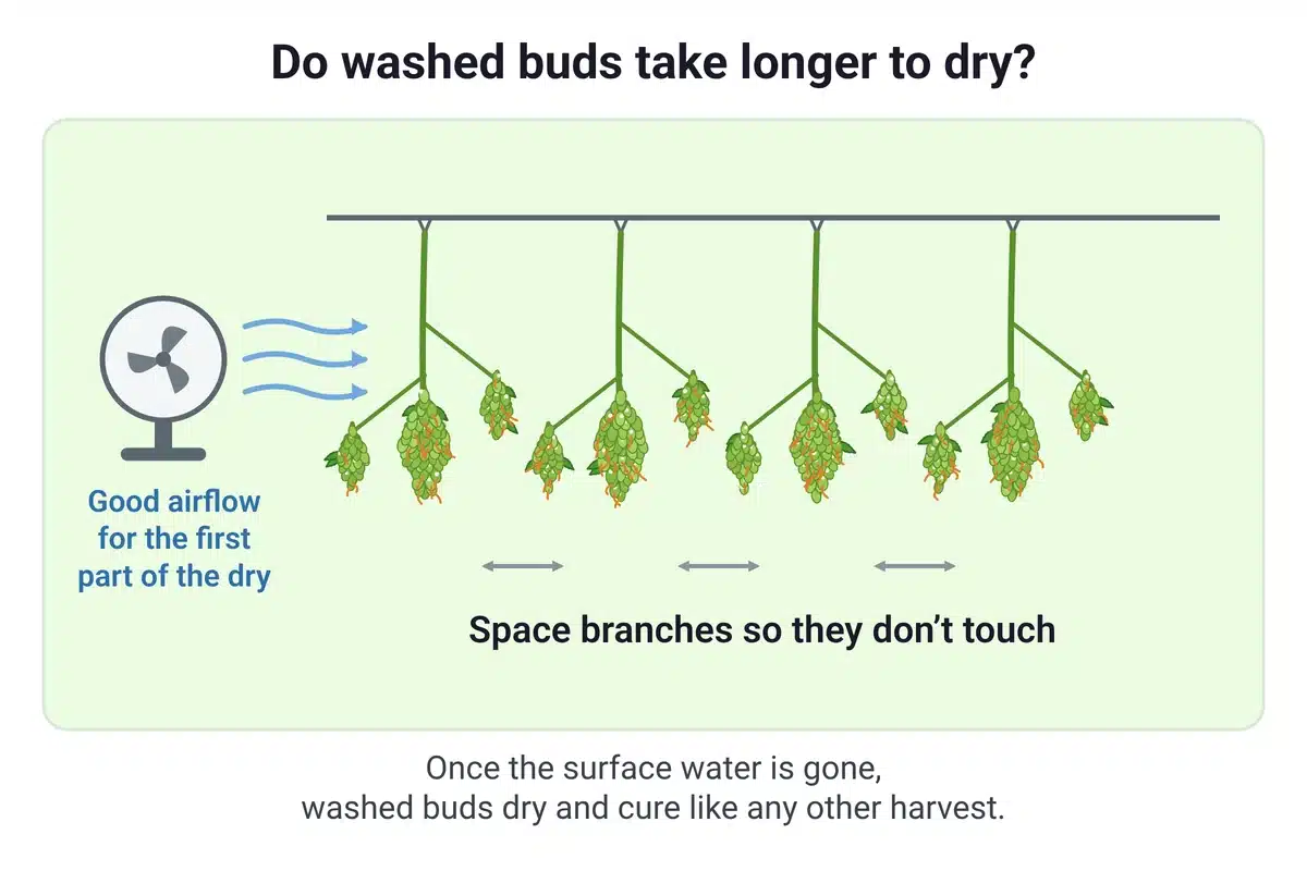 Diagram of washed cannabis branches hanging spaced apart on a drying line with a fan moving air past them