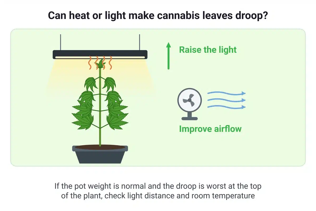 Diagram of a cannabis plant drooping at the top under a close grow light, with prompts to raise the light and improve airflow