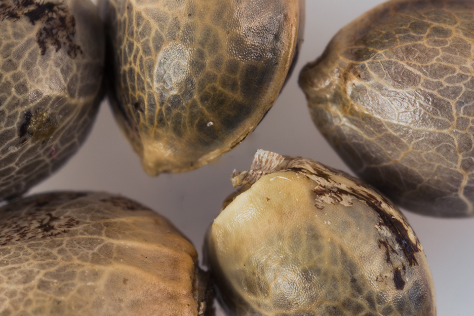 Six Differences Between Feminized and Autoflowering Weed Seeds
