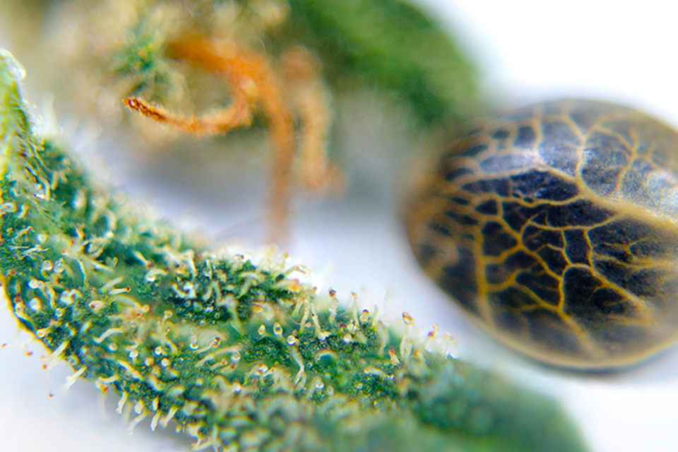 Cheap Marijuana Seeds FAQs