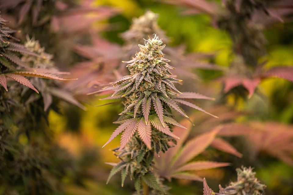 Top 5 Autoflower Strains in 2024