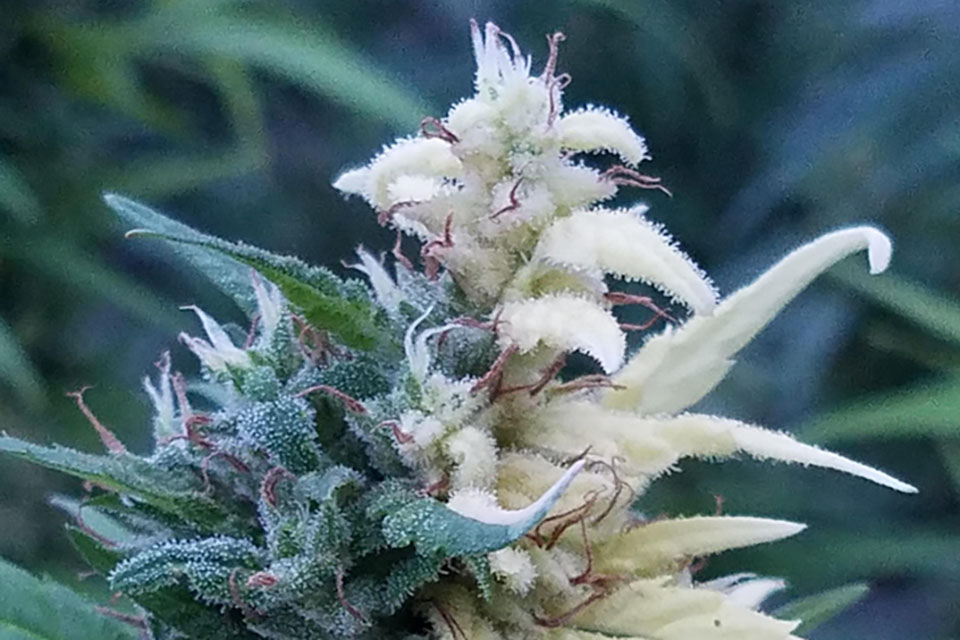 Albino Weed and Does It Exist