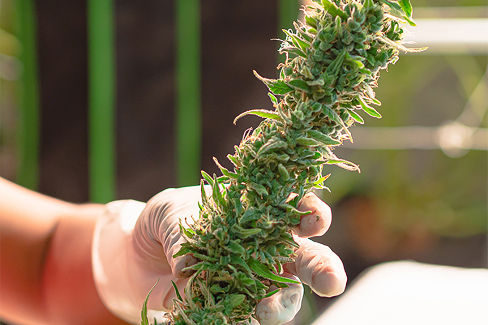 Does Cannabis Flower Go Bad Over Time - What You Need to Know