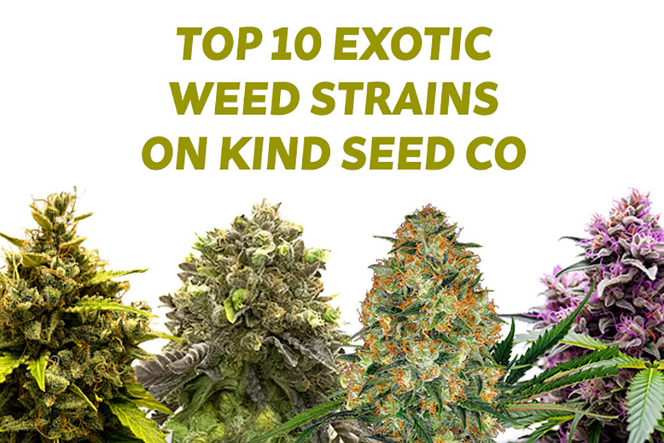 Top 10 Exotic Weed Strains on Kindseed.com That You Have to Try