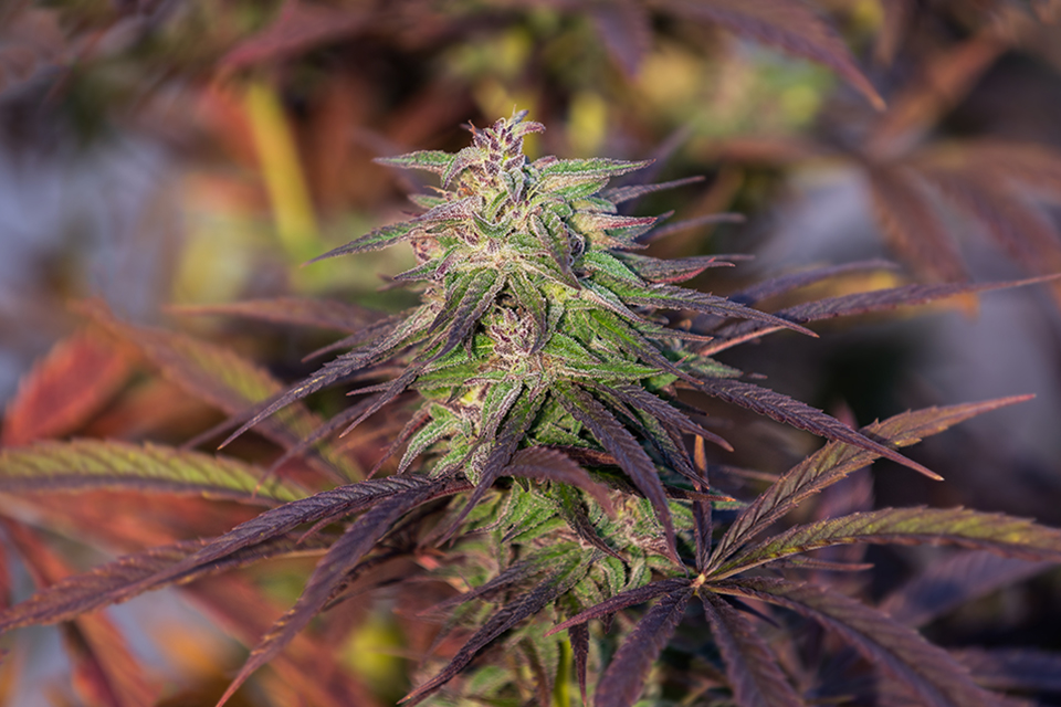 Top 10 Sativa Autoflower Strains on Kindseed.com