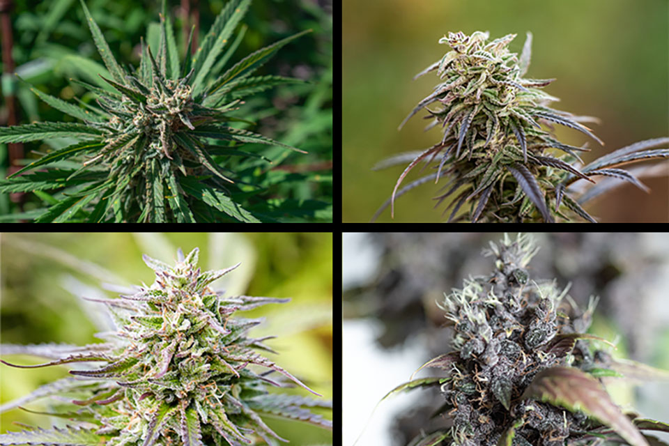 Top 20 Cannabis Strains Sold on Kindseed.com