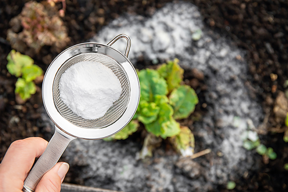 Homemade Fungicide for Plants: Explanation & Step-By-Step Guide