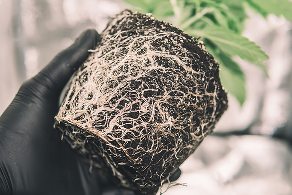 How to Deal With Pythium (Root Rot) In Cannabis Plants