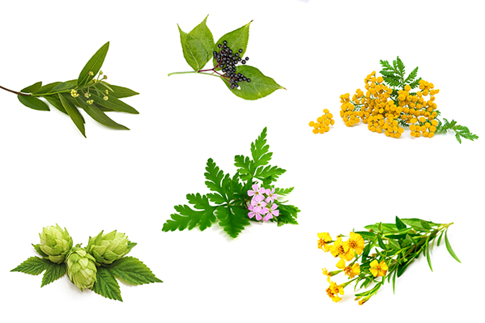 Marijuana Lookalikes - 13 Plants That Look Like Weed But Arent