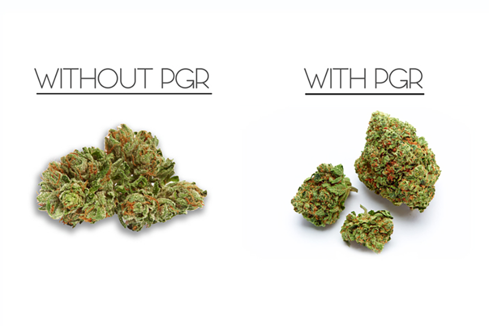 Top 7 Things to Look for With PGR Weed