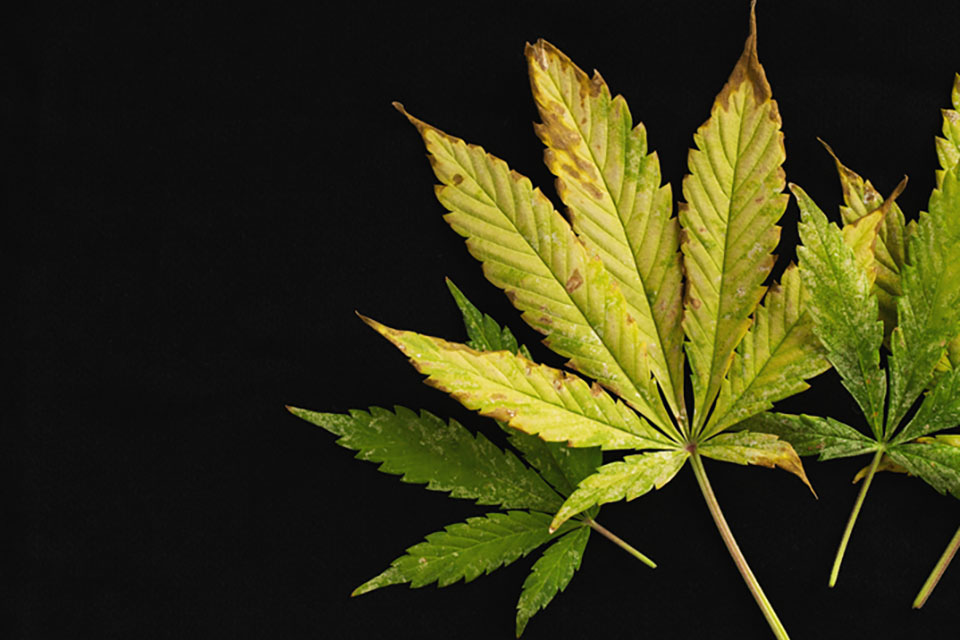 What Cannabis Leaves Can Tell You