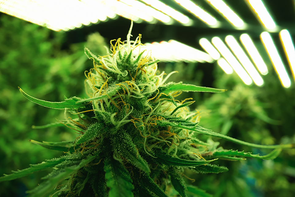 10 Interesting Facts About Growing Indica Cannabis Plants