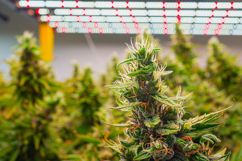 11 Interesting Facts About Growing Sativa Cannabis Plants