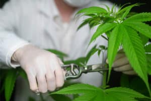 Cannabis Plant Training Techniques