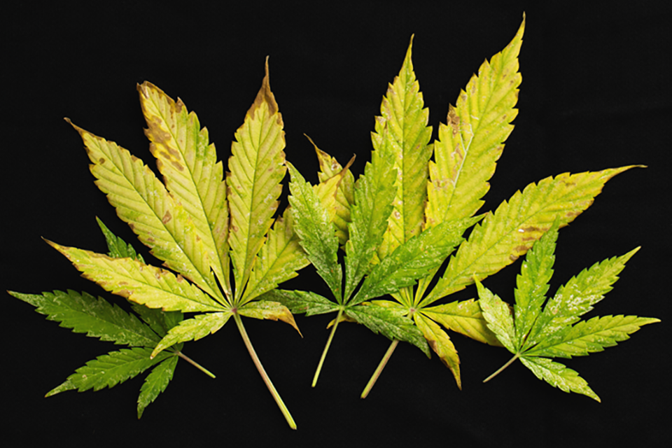 Cannabis Wind Burn - How To Identify & Treat It
