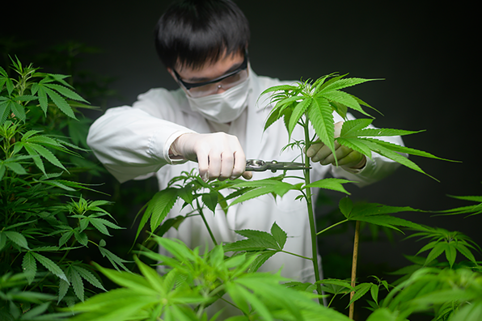 Propagating Cannabis From Cuttings