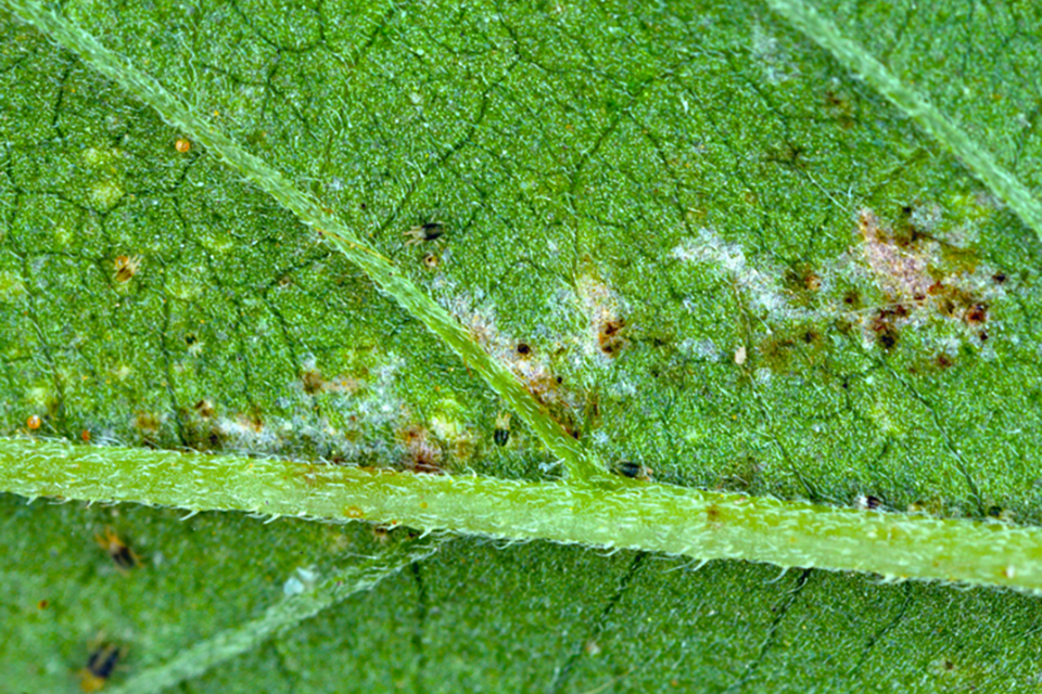 Strategies for Preventing and Controlling Spider Mites in Cannabis Plants