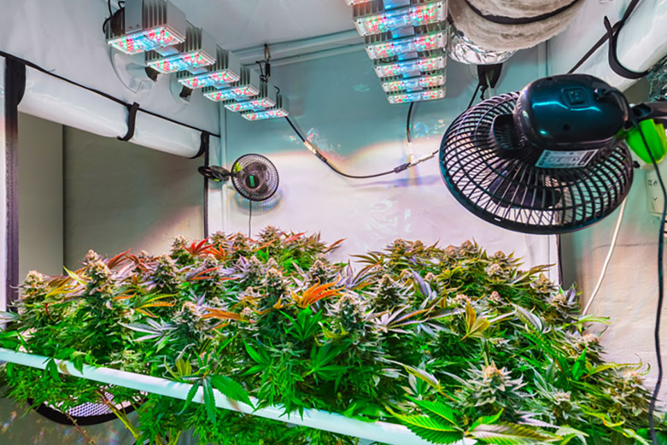 The Best Reflective Materials for Indoor Cannabis Growers