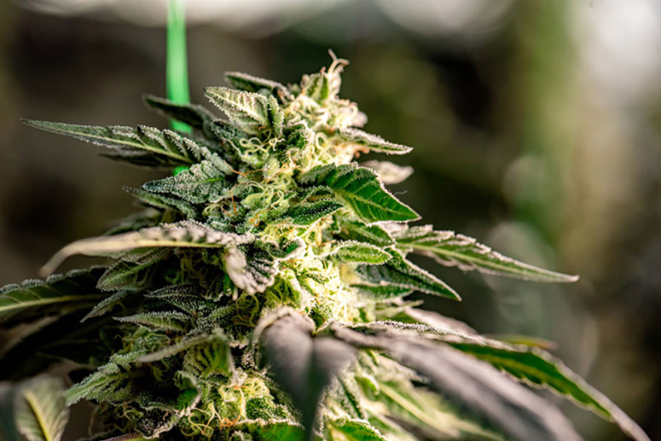 Top 10 Indica Autoflower Strains on Kindseed.com