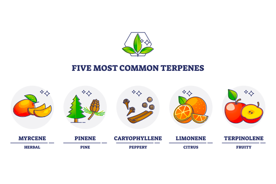 Understanding the Role of Terpenes in the Flavor of Cannabis