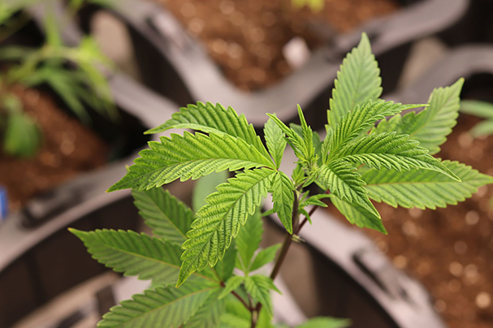 Cannabis Purple Stems - Everything You Need To Know