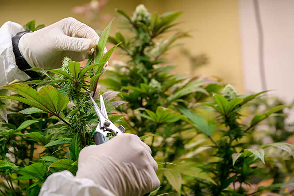 Schwazzing to Increase Your Yield