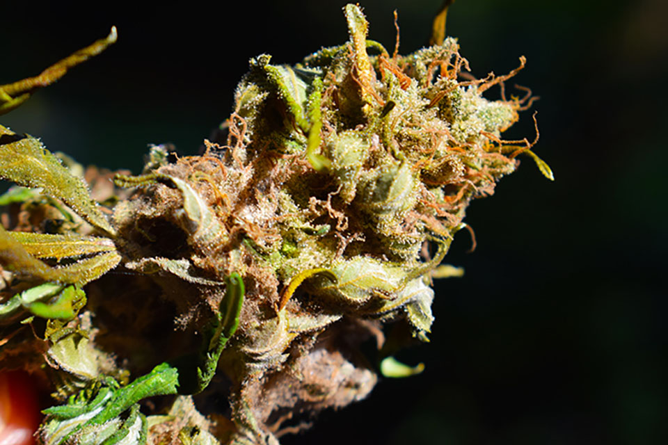 Stoner Alert - Smoking Moldy Cannabis