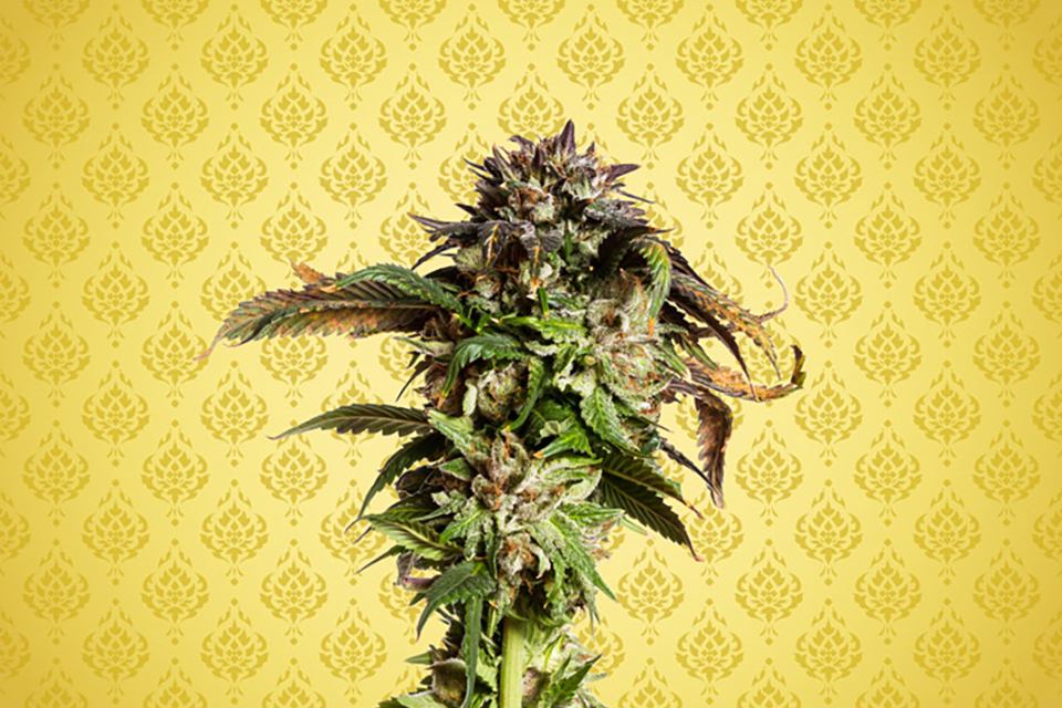 Thai Cannabis Genetics - History and Origins