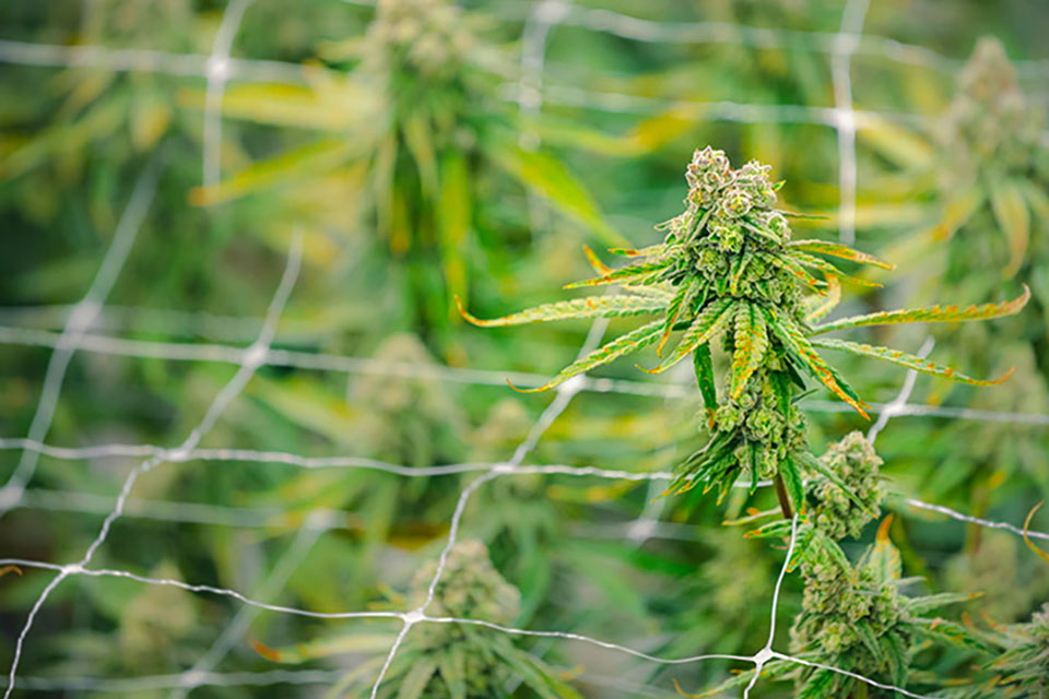 The Art of Cannabis Trellising