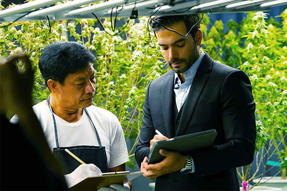 5 Step Solution to All of Your Cannabis Growing Problems