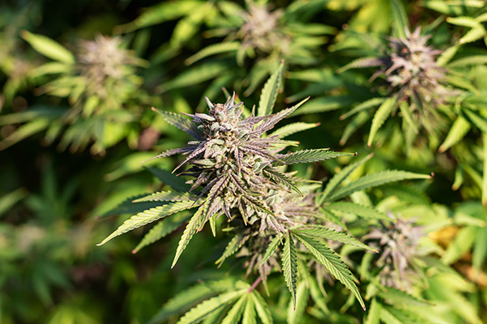 Regular Marijuana Seeds Are the Best for Expert Growers