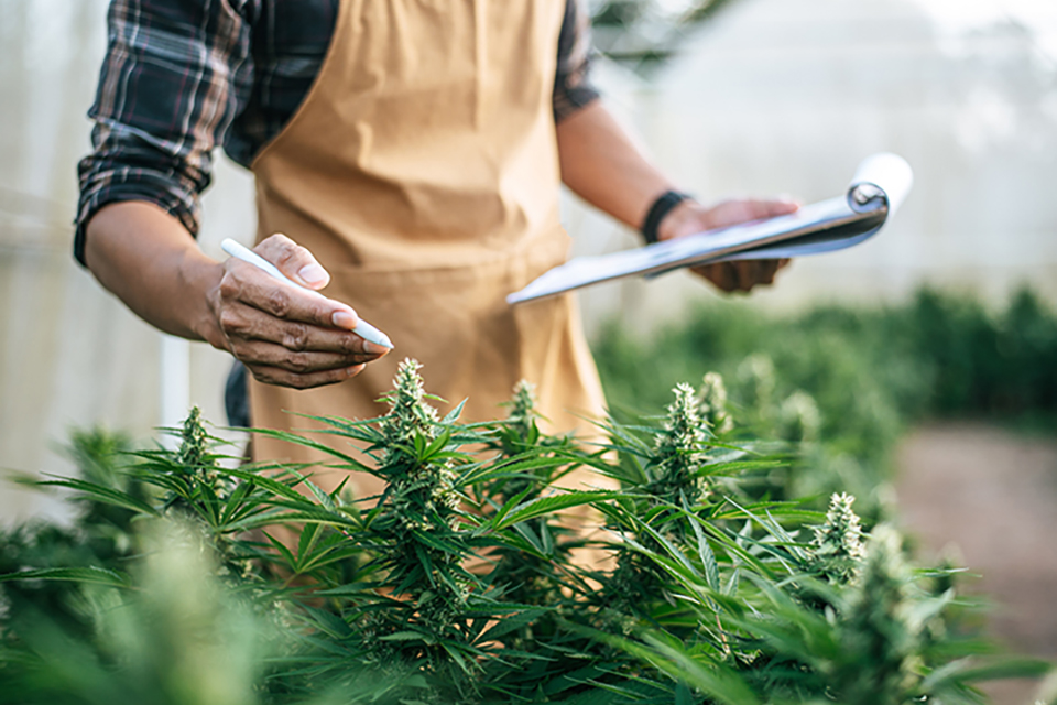 What Types of Jobs Are in the Cannabis Industry