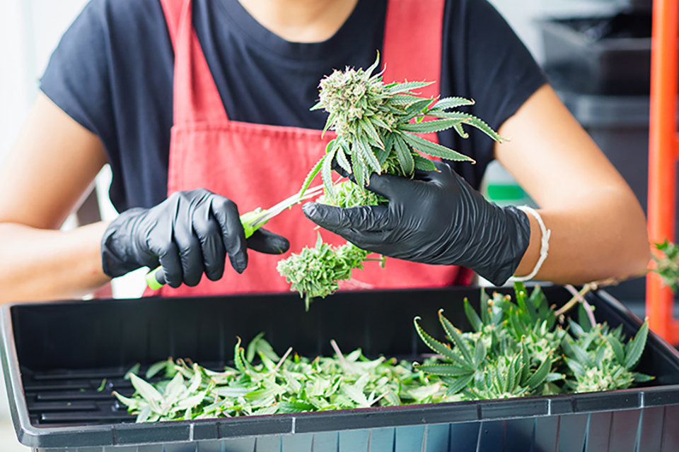 8 Cannabis Harvesting Tools Every Home Grower Needs