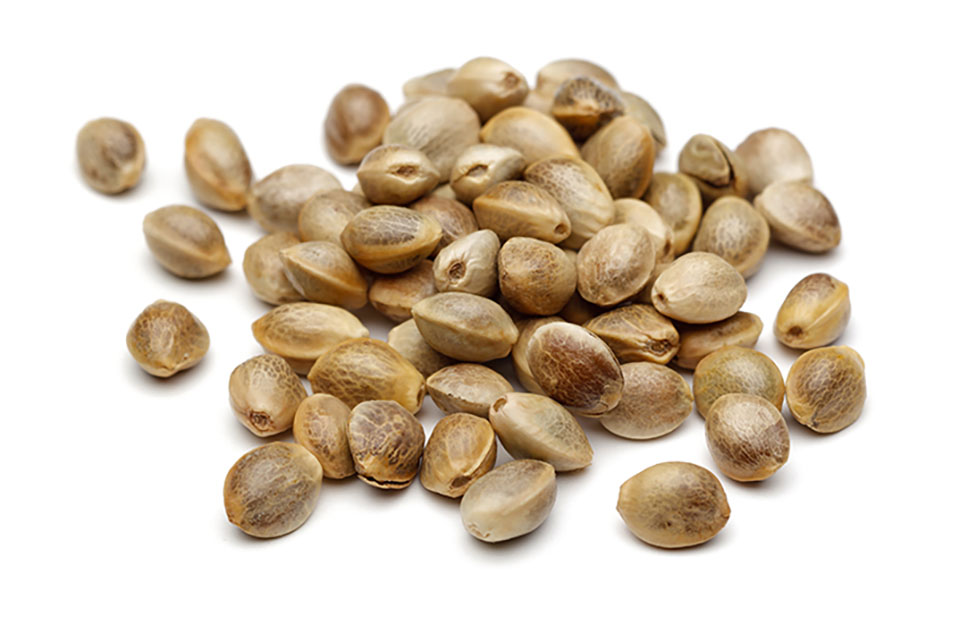 A Guide to Understanding the basics of F1, F2, and F3 Cannabis Seeds