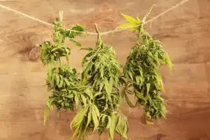 How To Dry and Cure Cannabis