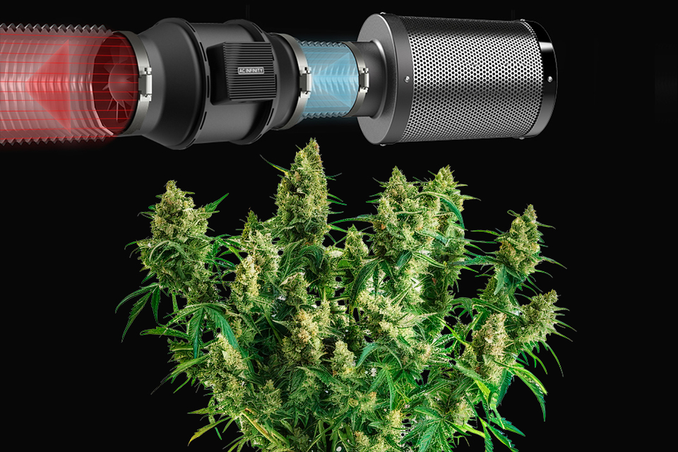 How to Build Your DIY Carbon Filter When Growing Cannabis