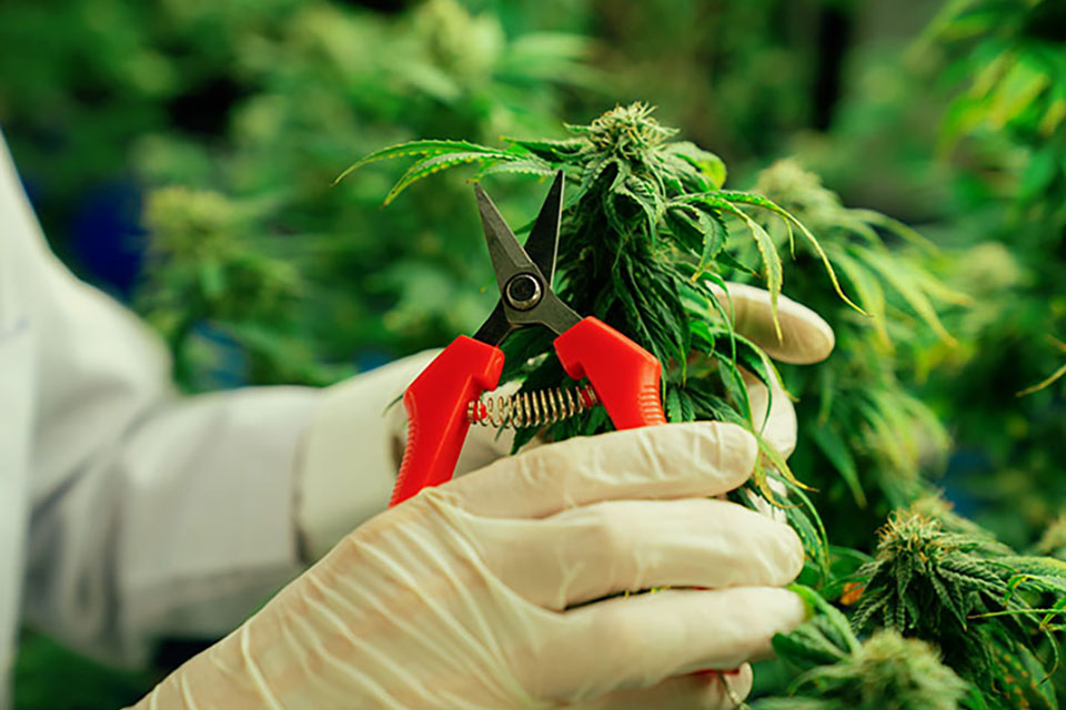 How to Trim Cannabis Flowers