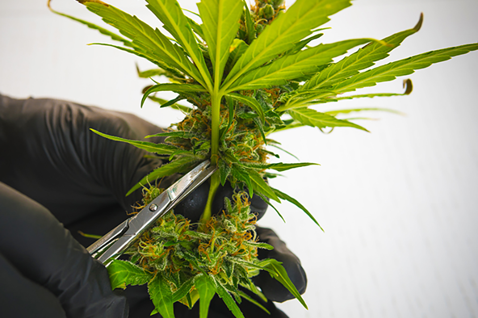 Wet vs Dry Trimming Your Cannabis Plants