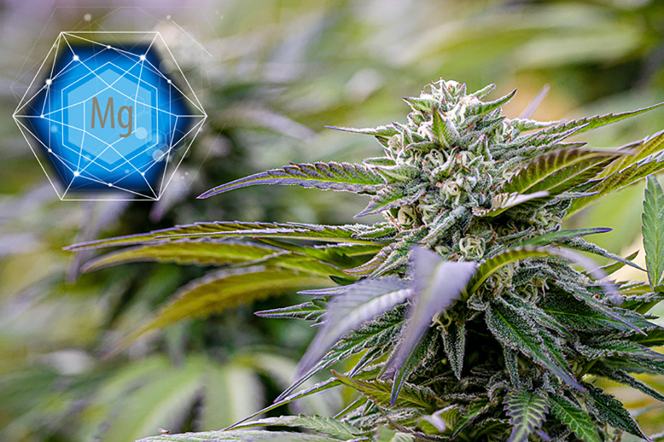 Why Is Magnesium So Important for Cannabis Plants