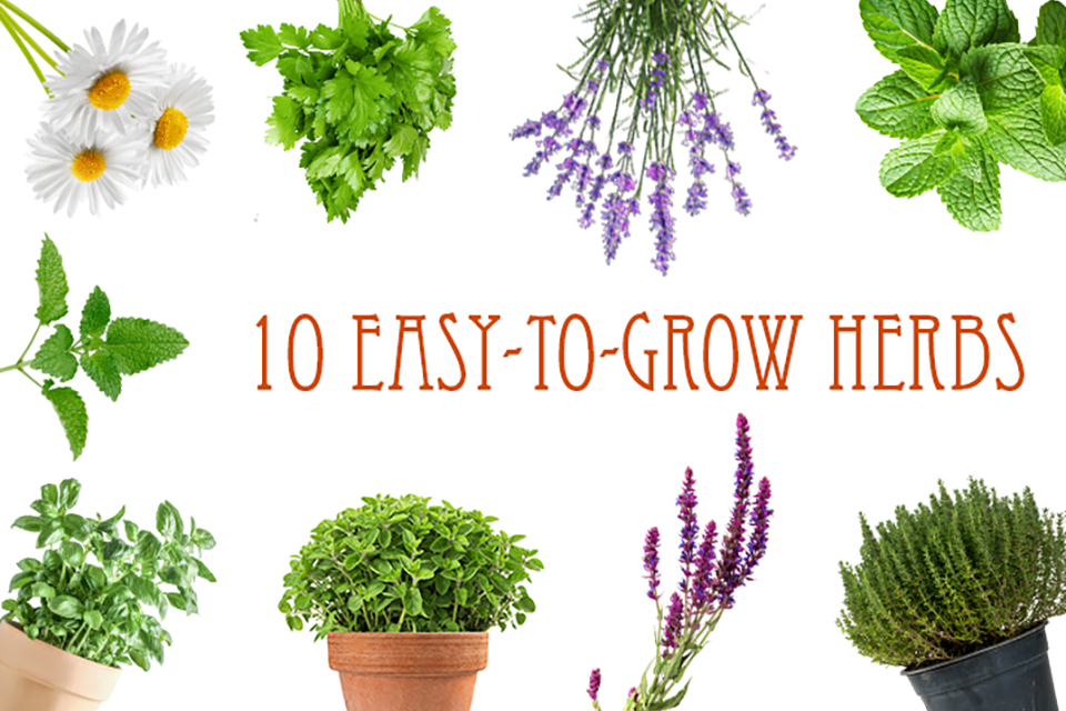 10 Easy-to-Grow Herbs That Won`t Get You High