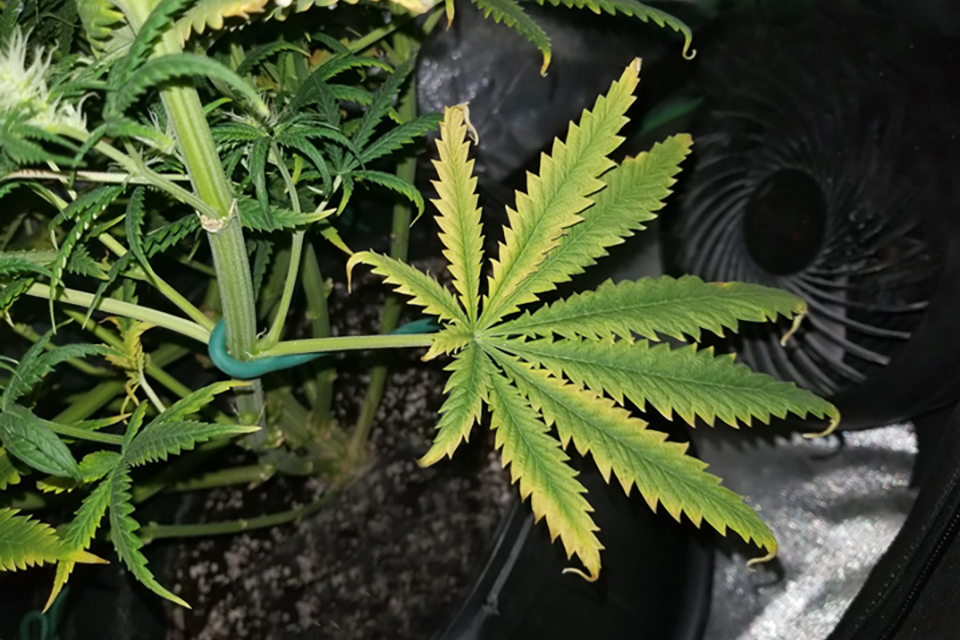 How to Revive Sick Cannabis Plants