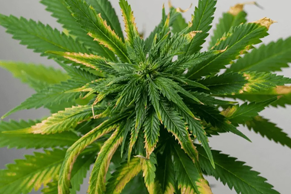 Iron Deficiency in Cannabis Plants
