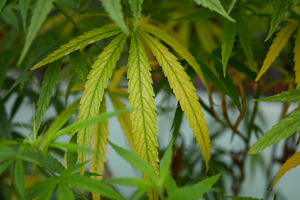 Nitrogen Deficiency in Cannabis Plants