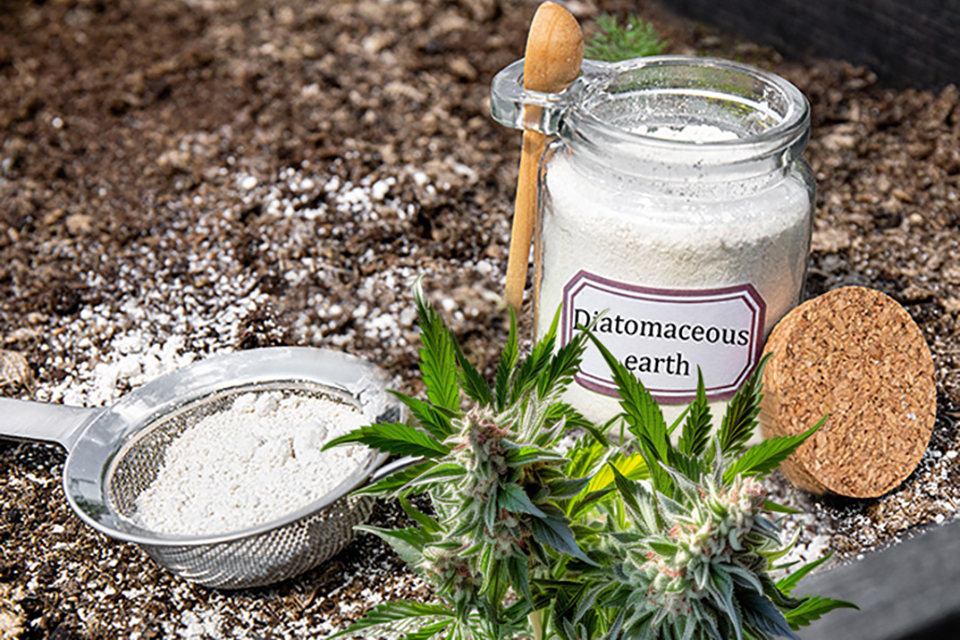 Top 5 Natural Pest Repellents for Cannabis Growers