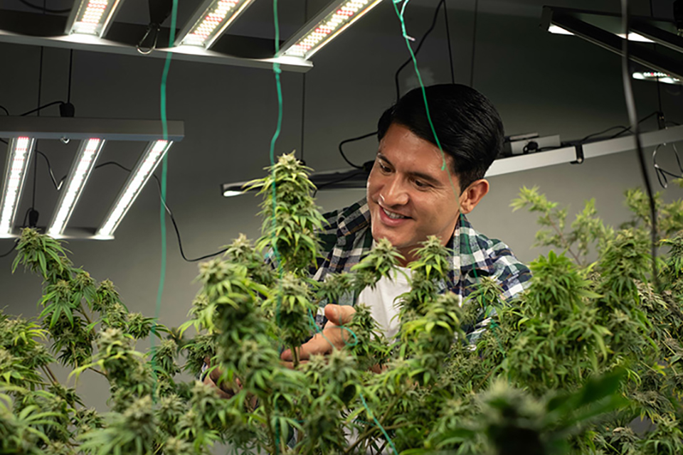 Top Tips to Prune Your Cannabis Plants