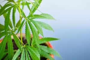 Foliar Feed Your Cannabis Plants
