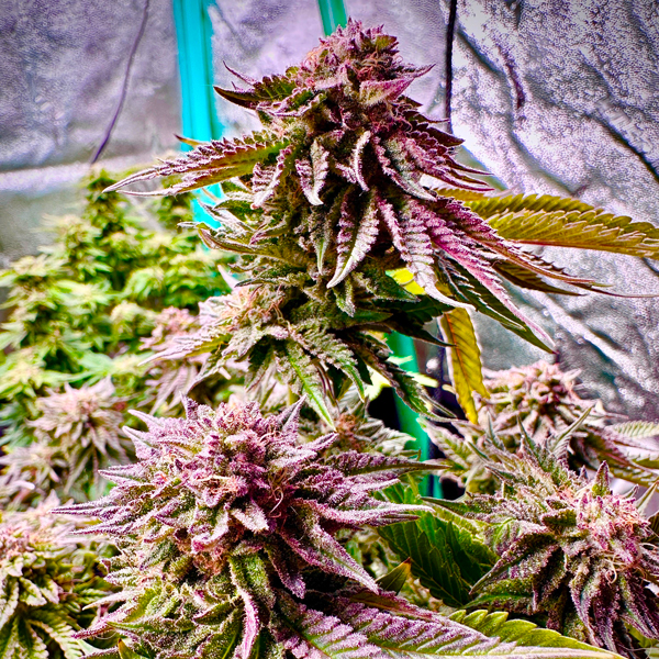 1 Stunna F3 Photo Fem-0