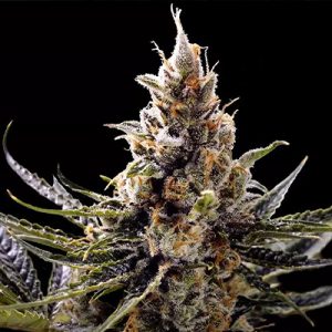 24K Gold Auto Fem-1411