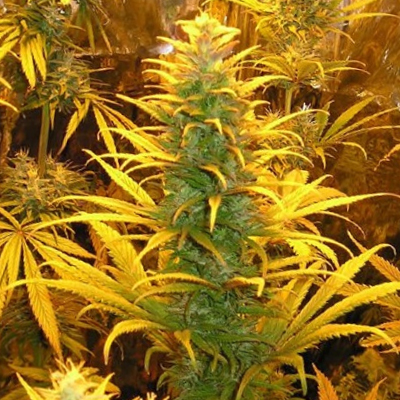 24K Gold Photo Reg-3420