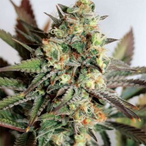 5 Alive Photo Fem-3109